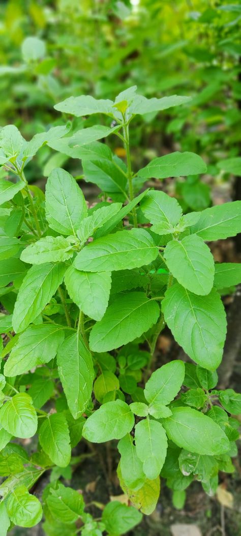 Holy Basil Plant Holy Basil Benefits, Basil Garden, Tulsi Plant, Growing Healthy Hair, Pimples Remedies, Basil Plant, Holy Basil, Cold Remedies, Open Door