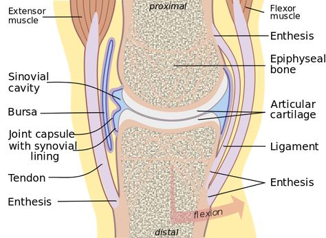 Joint.svg Shoulder Ligaments, Sesamoid Bone, Supplements For Dogs, Anterior Cruciate Ligament, Referred Pain, Ligament Tear, Synovial Fluid, Ligaments And Tendons, Musculoskeletal System