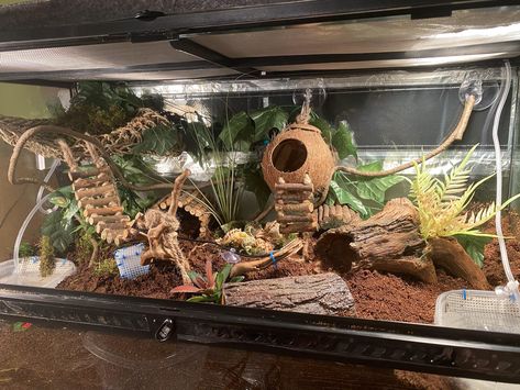 Leopard Gecko Habitat Ideas Cute, Leapord Gecko Cages, Uromastyx Enclosure, Bearded Dragon Terrarium Ideas Tanks, Reptile Enclosure Ideas, Diy Reptile Decor, Leopard Gecko Habitat Ideas, Hermit Crab Enclosure, Skink Enclosure