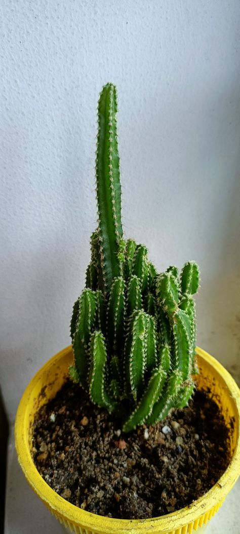 Fairy Castle Cactus, Fairy Castle, Cactus Plants, Cactus, Castle, Plants