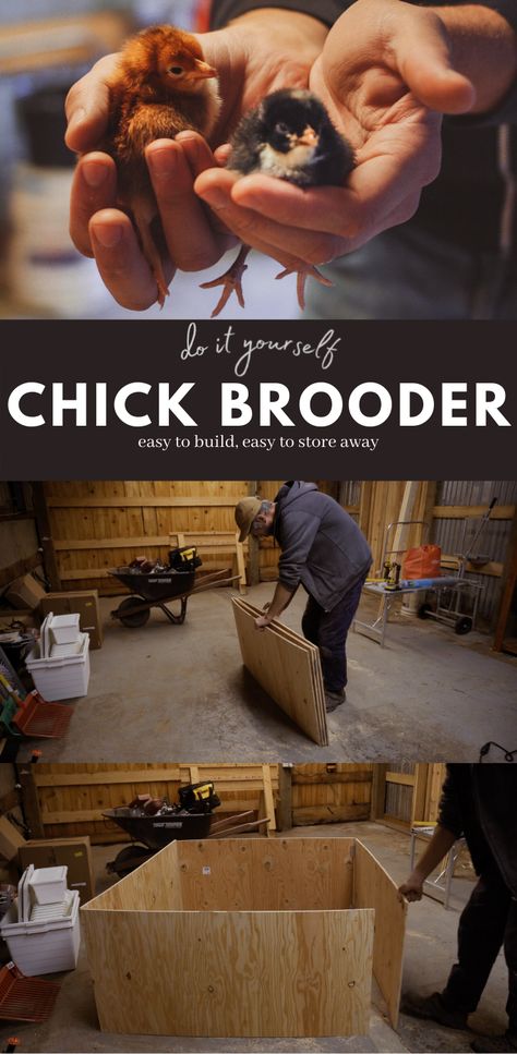 Simple, inexpensive plans for building a chick brooder that is compact, reusable and easy to store away. #chickbrooder #brooderplans #poultrybrooder #homesteadbasics #smallfarm Chicken Brooder Plans, Easy Diy Chicken Brooder, Homemade Chicken Brooder, Easy Chicken Brooder Ideas, Large Brooder Box Ideas, Diy Chick Brooder Ideas, Large Chicken Brooder, Chick Brooder Ideas Diy, Diy Chicken Brooder Homemade