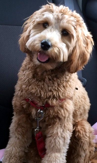 Labradoodle Hair, Labradoodle Grooming, Goldendoodle Grooming, Mini Bernedoodle, Labradoodle Dogs, Puppy Grooming, Dog Haircuts, Cockapoo Puppies, Australian Labradoodle