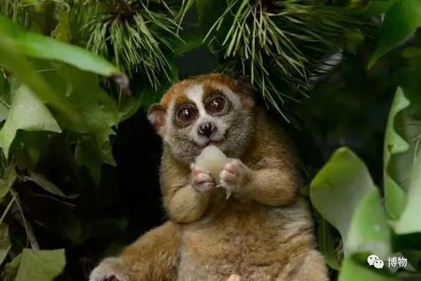 Deadly Animals, Slow Loris, Cuddly Animals, Animal Facts, Primates, Animals Of The World, Amazing Animals, Beautiful Animals, 귀여운 동물