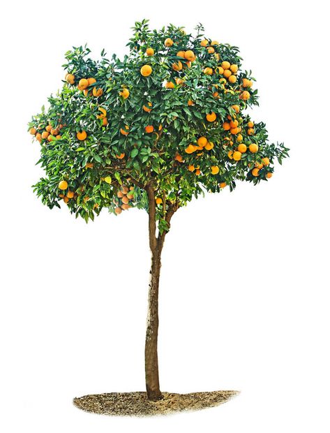 Prune young citrus trees for structure and form; prune mature citrus trees to maintain tree size and health and to produce young wood for fruiting. Citrus Tree Garden, Trees For Front Yard, Pruning Fruit Trees, Tree Pruning, Mango Tree, Citrus Trees, Orange Tree, Lemon Tree, Garden Trees