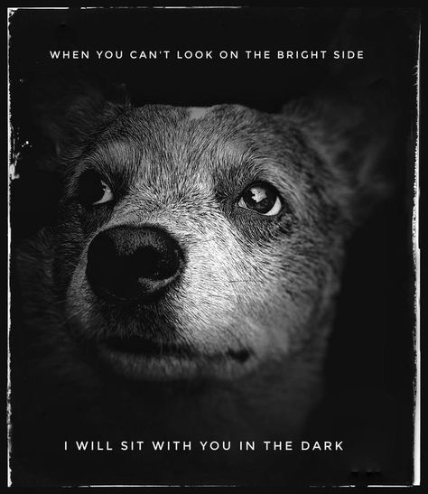 Cattle Dog Quotes, Blue Healer, Aussie Cattle Dog, Austrailian Cattle Dog, Cattle Dogs Rule, Dog Poems, Gone But Not Forgotten, Blue Heelers, Blue Heeler Dogs