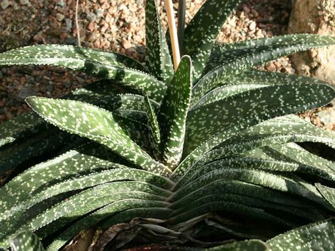 Gasteria carinata var. verrucosa Succulent Fertilizer, Small Succulent Plants, Succulent Soil, Plant Problems, Succulent Gardening, Easy Care Plants, Peonies Garden, Desert Plants, Cactus Flower