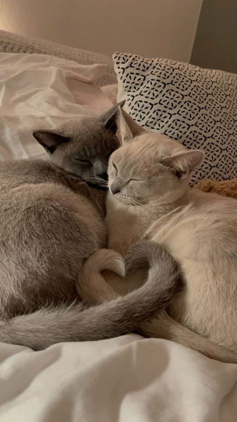 Cats Cuddling, Burmese Cat, Cats Photos, Cute Cats Photos, Two Cats, Pets 3, Cute Kitties, Pretty Animals, Adorable Cats