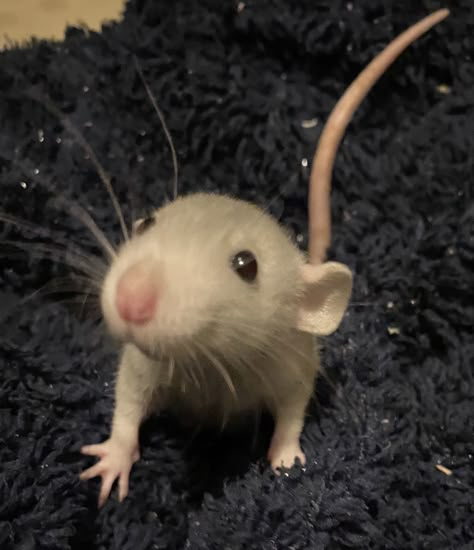 Rat Profile Picture, Rat Aesthetic, Rat Astethic, Cute Rat Aesthetic, Silly Rat Picture, Rat Meme, Funny Rats, Rats Meme Funny, Fancy Rat