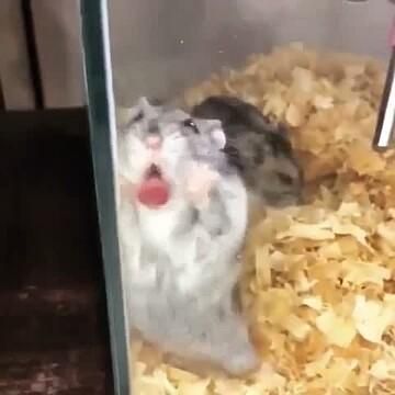 Hamster Memes Funny, Funny Hamster Videos, Hamster Funny, Hamster Meme, Funny Hamster, Funny Pet Videos, Animals Video, Video Random, Funny Rats