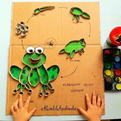 Frog craft and activities for homeschool-frogs for kids Frogs For Kids, Learning Colors Activities, 1st Grade Crafts, Frog Activities, School Science Projects, Biology Projects, Frog Theme, Fall Arts And Crafts, Frog Crafts