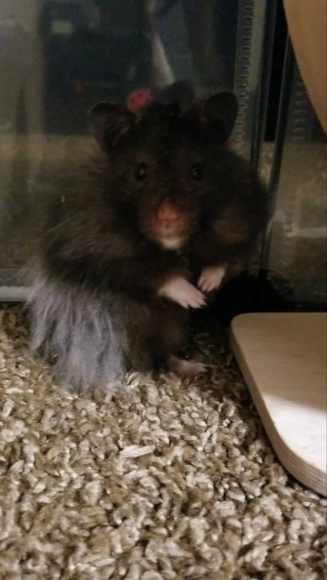 Handsome long haired Syrian hamster named Foots. Syrian Hamster Names, Long Haired Syrian Hamster, Long Haired Hamster, Hamster Names, Dream Pet, Syrian Hamster, Everyday Fashion Outfits, Hamsters, Everyday Fashion