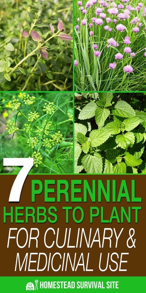 Apartment Herb Gardens, Herbs To Plant, Medicinal Herbs Garden, Types Of Herbs, Perennial Vegetables, Herb Garden Design, Survival Gardening, Perennial Herbs, Indoor Herb Garden