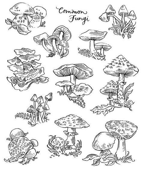 Mushroom Diagram, Coloring Worksheet, Coloring Pages Winter, Mushroom Drawing, Free Adult Coloring Pages, Adult Coloring Book Pages, Color Worksheets, Sketch Inspiration, Mushroom Art