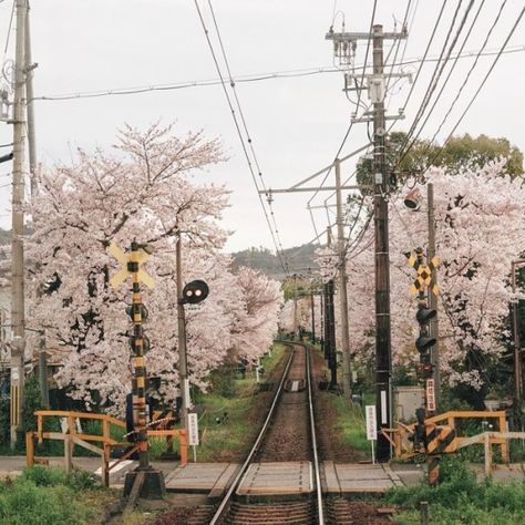 Japan Unfiltered, 00s Mode, Cherry Blossom Trees, Japan Aesthetic, Aesthetic Japan, Japanese Aesthetic, Spring Aesthetic, Blossom Trees, Pretty Places