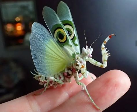 Top 10 Most Beautiful Insects in the World - Owlcation - Education Picasso Bug, Fancy Animals, Female Panda, Mantis Tattoo, Insects Art, Weird Insects, Orchid Mantis, Green Bug, Mantis Religiosa