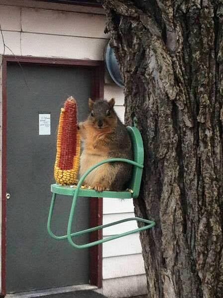 THE TAO OF NOW on Twitter: "caption this:… " Fat Squirrel, Tree Rat, Squirrel Feeders, Dog Meet, Creative Gardening, Squirrels, New Puppy, Spirit Animal, Reaction Pictures