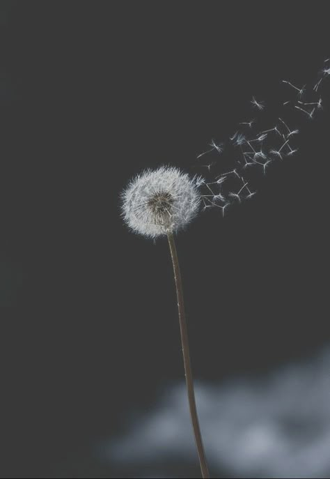 Dendalions Flower, Dandelion Aesthetic Art, Dandilines Flower, Dandelion Aesthetic, Dandelion Wallpaper, Breakup Picture, Wedding Invitation Background, White Dandelion, Alone Photography