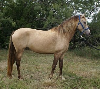 Silver Buckskin  Rocky Mountain Horse  Het-Silver, Het-Agouti/Bay, Het-Cream Silver Buckskin Horse, Buckskin Horse Tack Color, Buckskin Horse With Saddle, Buckskin Andalusian, Rocky Mountain Horse, Buckskin Horses, Basic Coat, Buckskin Horse Jumping, Mountain Horse