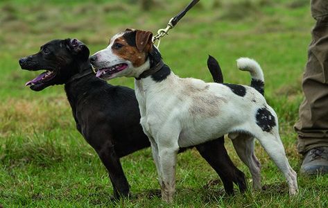 A Patterdale and a Jack Russell Conditioned Dogs, Working Terrier, Dog Oc, Hell Hounds, Working Dogs Breeds, Dog World, Fit Dogs, Patterdale Terrier, Smooth Fox Terriers