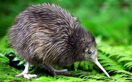 Baby Kiwi, Kiwi Bird, Flightless Bird, Exotic Birds, Bird Pictures, Pretty Birds, Little Birds, On The Ground, Animal Planet