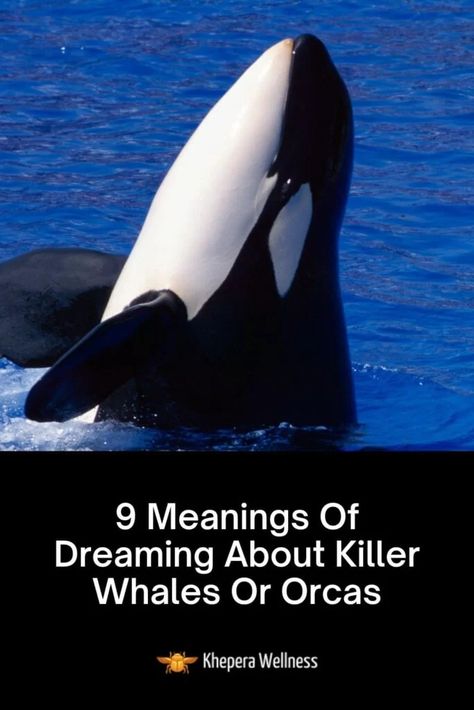 Orca Spirit Animal, Orca Whale Spiritual Meaning, Orca Spirit Animal Meaning, Whale Symbolism, Whale Meaning, Whale Facts, Spirit Animal Meaning, Totem Animals, Great Whale