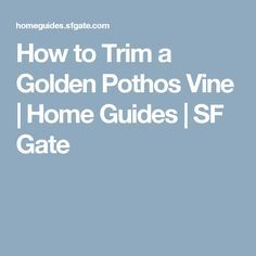 How to Trim a Golden Pothos Vine | Home Guides | SF Gate Blue Leather Sectional Living Room, Light Blue Leather Couch, Dark Blue Leather Couch, Navy Leather Sofa, Navy Blue Leather Sofa, Blue Leather Couch, Blue Grey Curtains, Navy Blue Couches, Light Blue Living Room