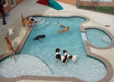 Backyard dog pool. " I've heard from a vet that swimming is excellent for your dog for same reasons for us. Good,cool exercise and easy on the joints Dog Bone Pool, Dog Pool Ideas, Dog Swimming Pools, Dog Bedroom, Dog Hotel, Dog Pool, Pet Resort, Dog Swimming, Pet Hotel