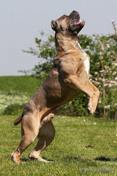 Cane Corso from Russia. His name is GENESIOSTEEWE Chien Cane Corso, British Mastiff, Cane Corso Italian Mastiff, Cane Corso Mastiff, Pet Anime, Cane Corsos, Mastiff Breeds, Italian Mastiff, Giant Dog Breeds