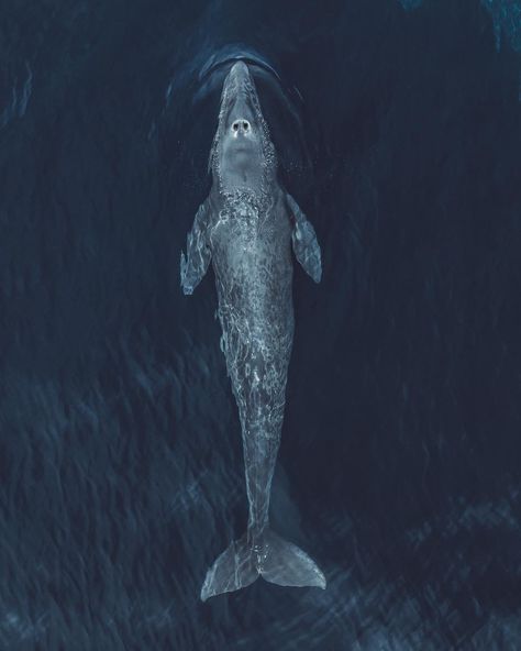 Slater Moore on Instagram: “Im ready for all the new Gray whales migrating up and down the coast in 2019!” Whales Underwater, Surfboards Artwork, Grey Whale, Ocean Things, Sea Nymph, Gray Whale, Sperm Whale, Photography Wildlife, Whale Art