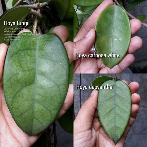 Fungii, carnosa white, dasyantha Hoya Fungii, Green Thumb, House Plants, Orchids, Plant Leaves, Plants, Green, White