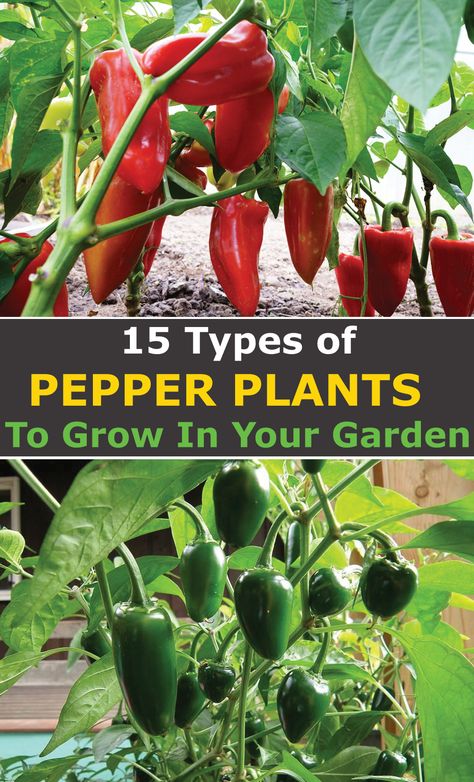 Types Of Peppers To Grow, Hot Chili Peppers, Selling Seedlings, Growing Green Peppers, Hot Pepper Plants, Gardening Peppers, Growing Chili Peppers, Garden Peppers, Types Of Chili Peppers