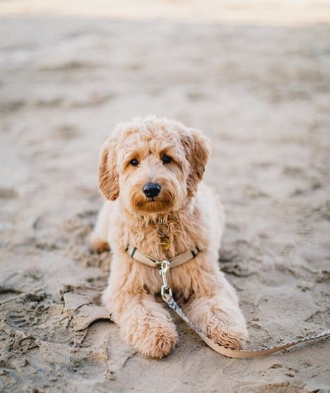 Goldendoodle Full Grown, Miniature Goldendoodle, Goldendoodle Miniature, Family Friendly Dogs, Mini Goldendoodle Puppies, Puppy Grooming, Australian Labradoodle, Doodle Puppy, Hybrid Dogs