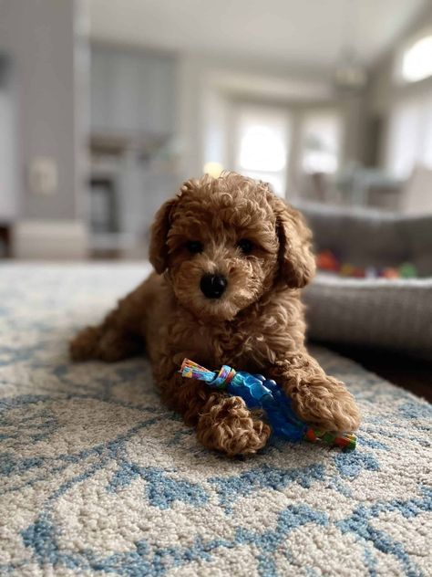 Toy Poodle-Apricot Toy Poodle Apricot, Miniature Poodle Puppies, Mini Poodle Puppy, Miniature Poodle Puppy, Toy Poodle Puppy, Mini Poodle, Puppies For Sale Near Me, Poodle Puppies For Sale, Poodle Puppies