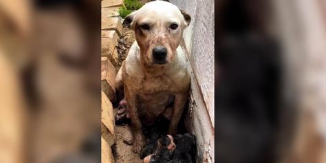 Dog Waits Hours In The Mud For Someone To Find The Tiny Surprise At Her Feet Baby Moving In Belly Video, How To Pop Ears, Dog Hero, Dog Waiting, Foster Mom, Humanity Restored, Pit Bulls, Fort Worth Texas, Faith In Love