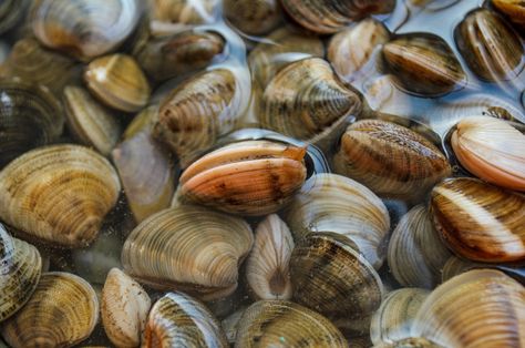 When cooking clams at home, be sure to clean them well (no grit!). These instructions and video teach you how to clean clams easily and well. Steamer Clams, Tummy Tightening, How To Clean Clams, Steamed Clams, Flat Belly Foods, Taiwanese Cuisine, Cooking Photography, Food Infographic, Clam Recipes