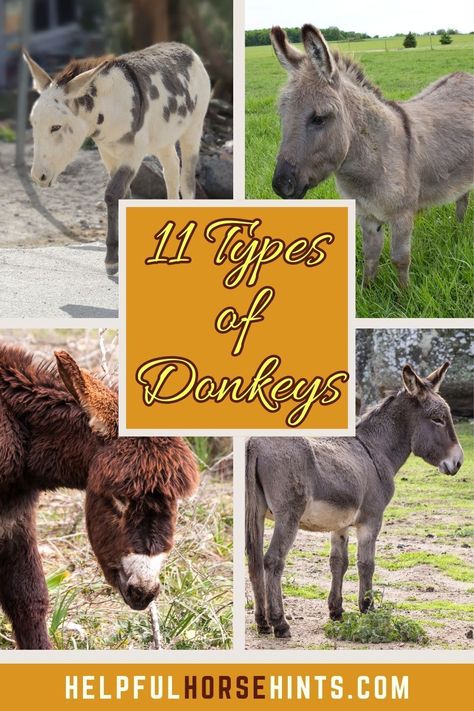 The donkeys that we know and love in North America are a melting pot of breeds from around the world. In the United States and Canada, 3 distinct types of donkeys are recognized, and they are categorized by their size. Across the world, some of the purebred donkeys that helped to establish the North American donkeys still exist. Here are 11 types of donkeys. #art #illustration #list #shrek #kong #drawing #helpfulhorsehints American Spotted Donkey, Mini Donkey Shelter, Kong Drawing, Donkey Breeds, Donkey Breeding, Donkey Images, Donkey Care, White Donkey, Raising Cattle