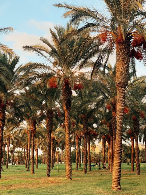 Palm Tree Coconut, Dates Tree, Dates Benefits, Empty Road, Date Palm, Plant Problems, Similarities And Differences, Tree Images, Landscaping Plants