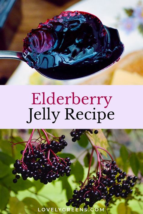 Elderberry Jelly Recipe, Elderberry Jelly, Elderberry Wine, Crab Apples, Elderberry Recipes, Wild Food Foraging, Food Foraging, Gin Recipes, Foraging Recipes