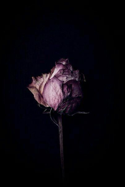 Withered Rose Aesthetic, Monochromatic Photography, Billy Kidd, Rosé Aesthetic, Wallpaper Doodle, Still Life Photos, Dark Flowers, Gothic Aesthetic, Instagram Feed Ideas