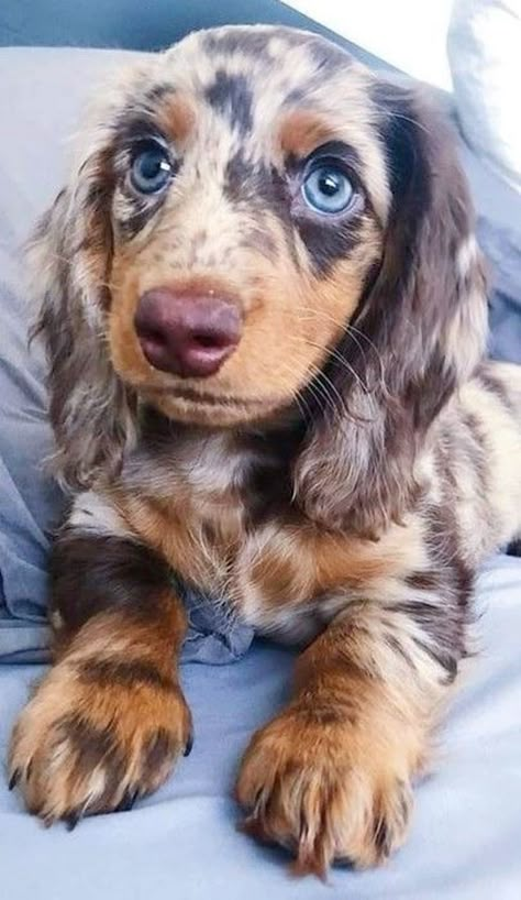 Quite a few dogs out there have the power of making even the most tough-looking person go whosagoodboyyesyouare in a high-pitched voice. Dapple Dachshund Puppy, Really Cute Puppies, Morning People, Dapple Dachshund, Cute Animals Puppies, Very Cute Dogs, Baby Animals Pictures, Really Cute Dogs, Weenie Dogs