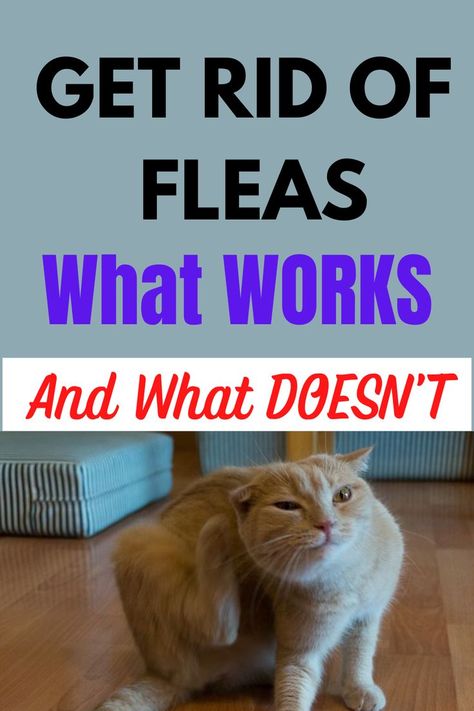 Get Rid of Fleas on Cat Rid Of Fleas In House, Fleas In Yard, Fleas On Kittens, Fleas In House, Flea Bomb, Flea Spray For Cats, Kitten Care Tips, Get Rid Of Fleas, Killing Fleas