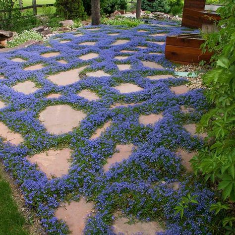 Turkish Speedwell, High Country Gardens, Funny Vine, Country Garden Decor, Flowers Growing, Country Gardens, Have Inspiration, Late Spring, Garden Cottage