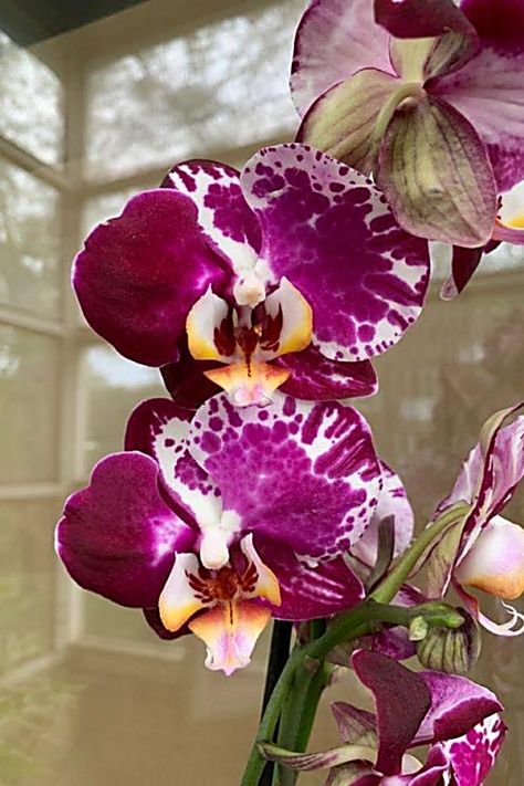 Heavenly Orchidaceae Travelers Symbolic Flowers, Orchid Varieties, Purple Magic, Rare Orchids, Color Studies, No Name, Amazing Flowers, Beautiful Flower, Hibiscus