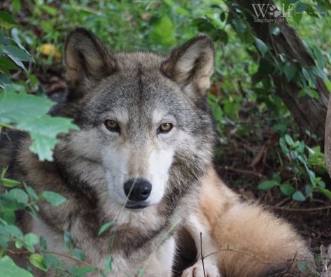 Home to the only wild wolves in Pennsylvania, Wolf Sanctuary of PA is also a must-visit. If you're a fan of history, stop by the Lititz Historical Foundation. Pennsylvania Bucket List, Lititz Pennsylvania, Wolf Sanctuary, Wild Wolves, Hotel Pennsylvania, River Float, Spring Park, Wildest Dreams, Local Travel