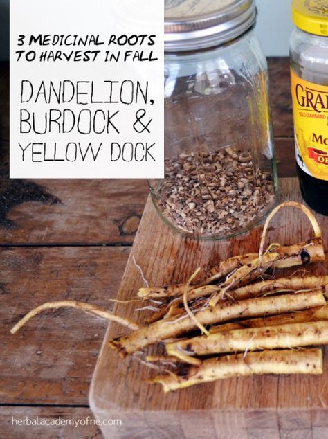 Autogenic Training, Yellow Dock, Dandelion And Burdock, Garden Games, Games Diy, Burdock Root, Herbal Healing, Wild Food, Healing Herbs