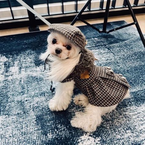 Fashion isn’t just for humans anymore! 🐩👗 Spoil your four-legged friend with a fabulous wardrobe that will make heads turn. 🐾💫 #DoggyDressCode #CanineCouture #DressedToImpress Dog Wardrobe, Purse Dog, Dog Goals, Dogs In Clothes, Shirt Collars, Dog Accesories, Dog Outfits, Spoiled Dogs, Cat Clothing