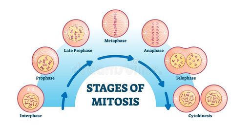 Stages of mitosis, vector illustration diagram. Cell division process, biological phases scheme with interphase, prophase, metaphase, anaphase, telophase and vector illustration Stages Of Mitosis Drawing, Stages Of Mitosis, Biochemistry Notes, Biology Worksheet, Vet Student, Cell Division, Teaching Biology, Plant Cell, Med School