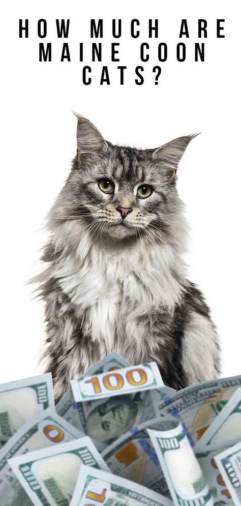 Tabby Mainecoon Cat, Maincoon Kitten, Mancoon Cat, Mane Coone Cats, Maine Coone Kitten, Maincoon Cat, Main Coone Cat, Maine Coone, Mainecoon Cat