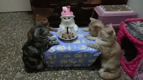 Purrfday Party GIF - Birthday BirthdayPart CatParty - Discover & Share GIFs Cat Birthday Funny, Happy Birthday Animals, Happy Birthday Cat, Today Is My Birthday, Angry Cat, Sleepy Cat, Very Happy Birthday, Cat Party, Cat Birthday