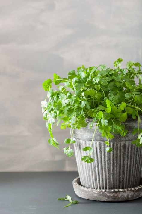 How to Freeze Cilantro Growing Cilantro In A Pot, Grow Cilantro Indoors, Freezing Cilantro, How To Grow Cilantro, Grow Cilantro, Cilantro Plant, Growing Cilantro, List Of Spices, Caravan Decor